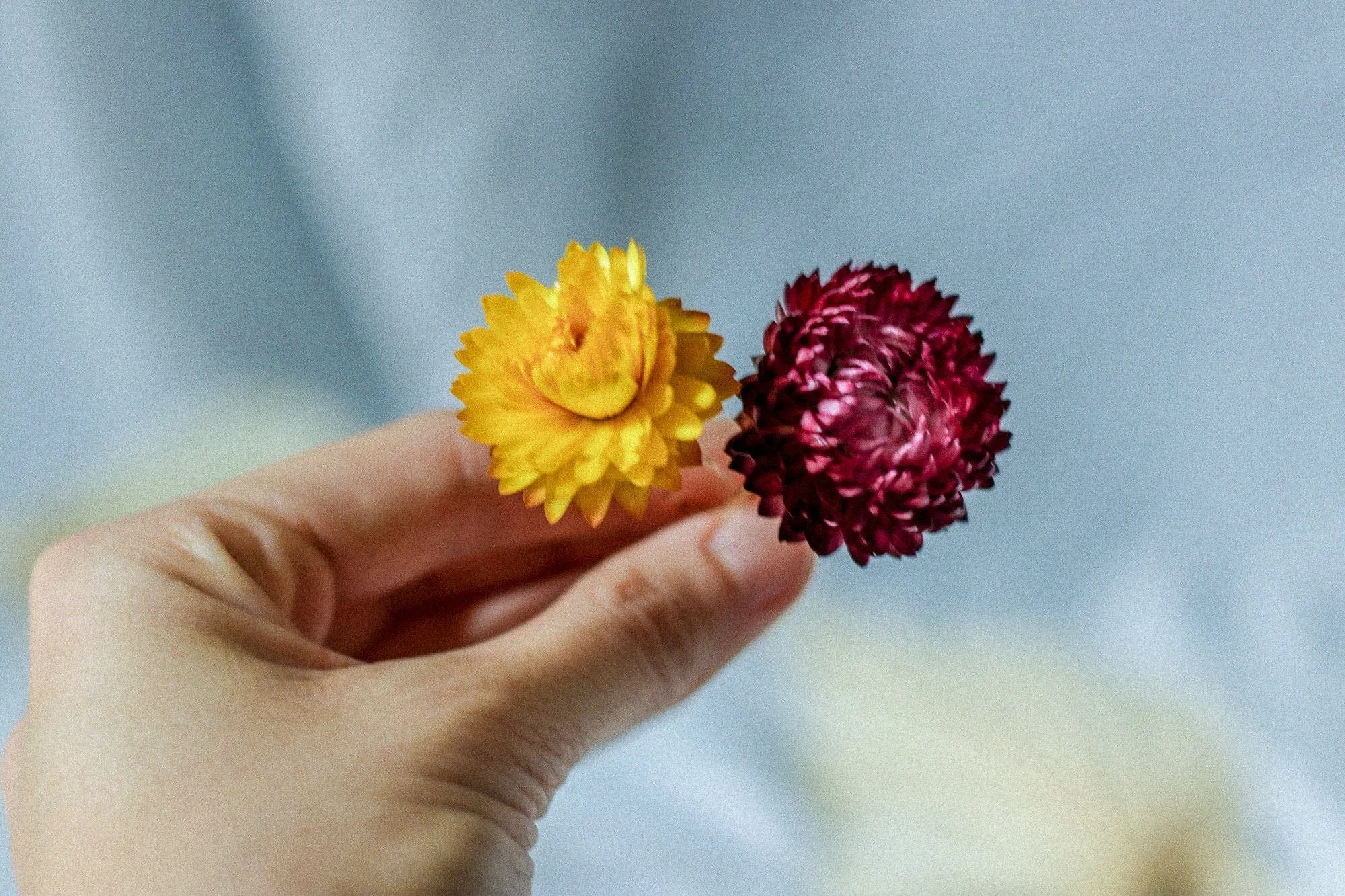 Real Dried Flower Hair Pins, Rustic Wedding hair Pins